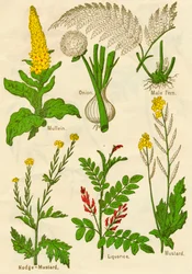 Fleurs : Molène, Oignon, Fougère mâle, Moutarde noire, Réglisse, Moutarde, vers 1940