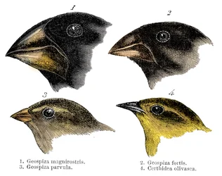 Quatre espèces de pinsons observées par Darwin aux îles Galápagos