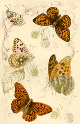 Papillons fritillaires, XIXe siècle
