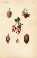Fruits, noix et baies