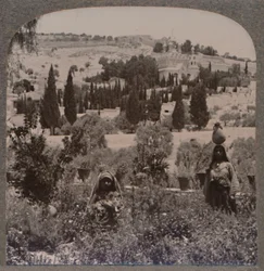 Jardin de Gethsémani et Mont des Oliviers des Jardins Grecs, vers 1900