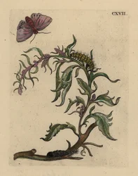 Arroche des jardins, Atriplex hortensis, avec papillon, chenille et chrysalide
