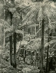 Fougères géantes à Gembrook