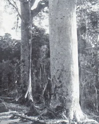Géant Kauri, fin XIXe-début XXe siècle