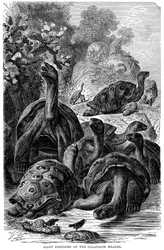 Tortues géantes des îles Galápagos observées par Darwin