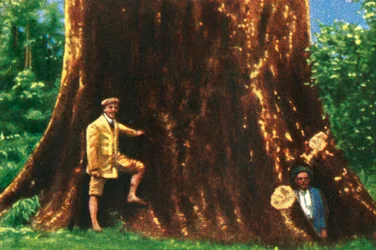 Arbre géant au Brésil, vers 1928