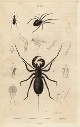 Scorpion fouet géant, Mastigoproctus giganteus, coléoptère, espèce Theratus, et araignée de la toile, espèce Theridion