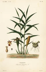 Gingembre ou racine de gingembre, Zingiber officinale, Amomum zingiber