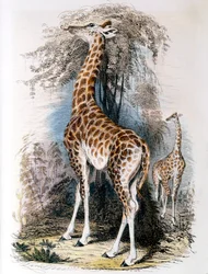 Girafe broutant un arbre, 1836