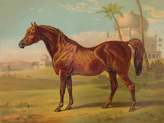 Goldie, Arabe de haute classe, vers 1879