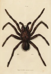 Mygale mangeuse d