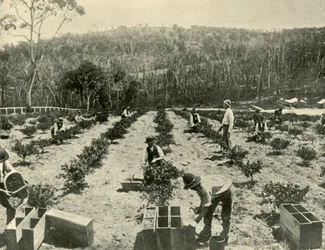 Ferme de Groseilles, Glenbrook, 1901