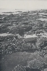 La Grande Barrière de corail, 1924