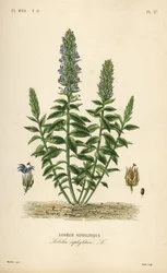 Grande lobélie bleue, Lobelia siphilitica, Lobelia siphylitica