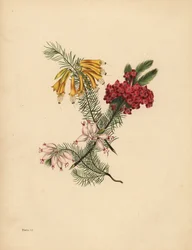 Grande bruyère fleurie, bruyère rouge vif, bruyère en porcelaine, solitude