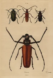 Grand capricorne, Enoplocerus armillatus, Aegosoma scabricorne, Pyrodes nitidus et Prionus desmaretii