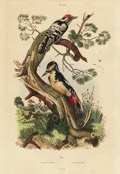 Pic épeiche, Dendrocopos major, et pic épeichette, Dryobates minor
