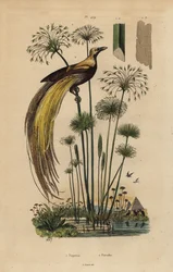 Grand oiseau de paradis, Paradisaea apoda, et papyrus, Cyperus papyrus