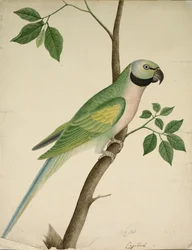 Perroquet vert, c. 1820