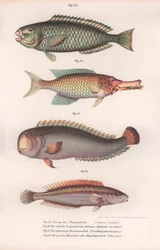 Perroquet vert. Longue bouche indienne, Rasirnesser, Labre, vers 1850