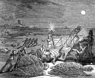 Tortues vertes et tortues caouannes capturées sur la côte de Cuba, 1832