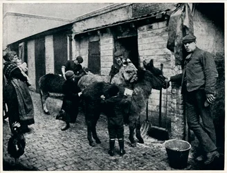 Toilettage des ânes costers, Londres, vers 1903