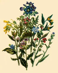 Groupe de la famille Forget-Me-Not, 1846, 1944