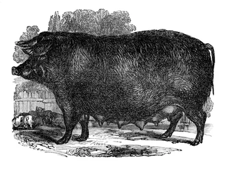 Truie Hampshire, 1848