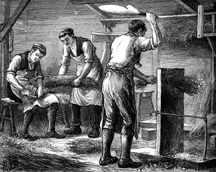 Travail des égreneurs à la main, vers 1880
