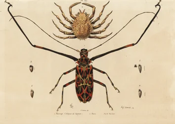 Coléoptère arlequin, Acrocinus longimanus 1, et crabe araignée européen, Maja squinado 2, Macrope (arlequin de Cayenne), maia, maillots