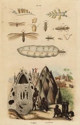 Termite moissonneur et monticules, espèce Microhodotermes, et limace de mer, Tergipes tergipes