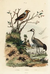 Gros-bec, Coccothraustes coccothraustes, grue cendrée, Grus grus, et grillons, Gryllus campestris