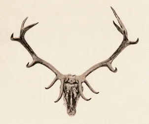 Tête de Cerf, XVIe siècle, 1904