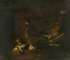 Poule avec poussin