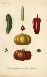 Plantes condimentaires et fruits légumiers
