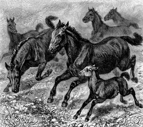 Troupeau de tarpans, 1893