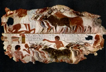 Troupeaux de bovins de l