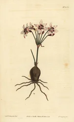 Hessea cinnamomea