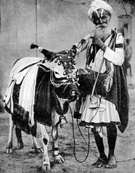 Vache hindoue avec vache sacrée, Inde, 1936