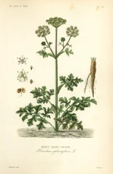 Berce commune, Heracleum sphondylium, berce branc-ursine