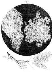Observations de Hooke sur la structure cellulaire du liège et une brindille de Sensitive