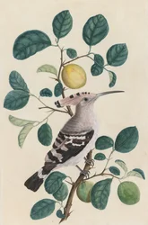Huppe sur une branche de citronnier, vers 1800