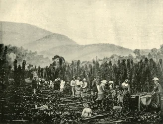 Cueillette du houblon en Tasmanie, 1901