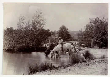 Chevaux buvant à l