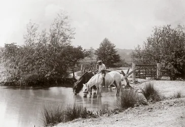 Chevaux buvant à l