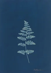 Hothocleana, vers 1850