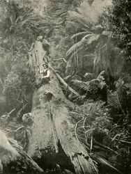 Comment sont tombés les puissants, 1901