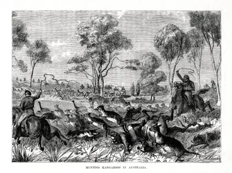 Chasse aux kangourous, Australie, 1877