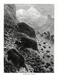 Chasse au bœuf musqué, 1877