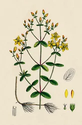 Hypericum Boeticum. Millepertuis à feuilles ondulées, 19ème siècle
